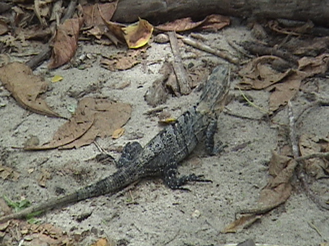 Costa Rica 021.jpg